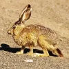 Black Tailed Jackrabbit Diamond Painting
