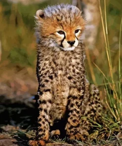 Cheetah Cub Diamond Painting