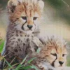 Baby Cheetahs Diamond Painting