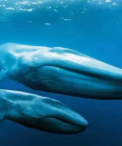 Blue Whales Diamond Painting