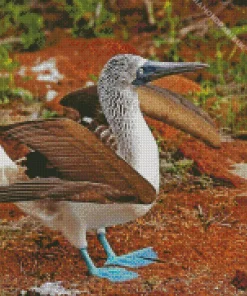 Blue Footed Booby Diamond Painting