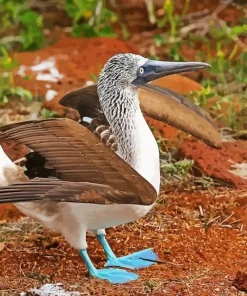 Blue Footed Booby Diamond Painting