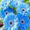 Blue Gerbera Daisy Flowers Diamond Painting
