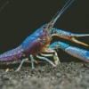 Blue Lobster Diamond Painting