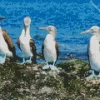Boobies Birds Diamond Painting