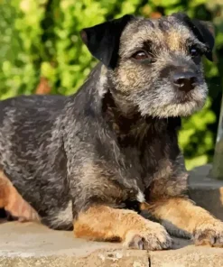 Border Terrier Dog Diamond Painting