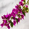 Bougainvillea Branch Diamond Painting