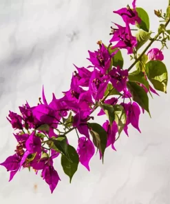 Bougainvillea Branch Diamond Painting