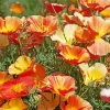 California Poppies Diamond Painting