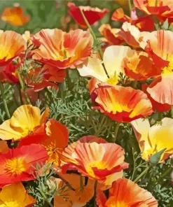 California Poppies Diamond Painting