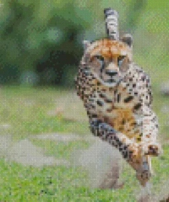 Cheetah Running Diamond Painting