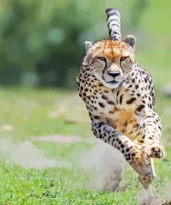 Cheetah Running Diamond Painting