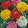 Colorful Chrysanthemum Flower Diamond Painting