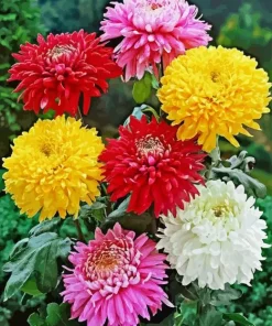 Colorful Chrysanthemum Flower Diamond Painting