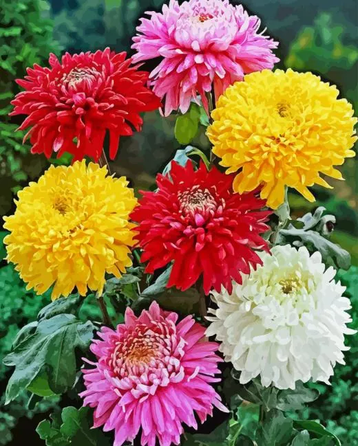 colorful chrysanthemum flower Diamond Paints Colorful Chrysanthemum Flower Diamond Painting