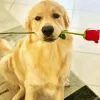 Dog Holding A Red Rose Diamond Painting