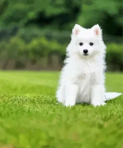 Japanese Spitz Dog Diamond Painting