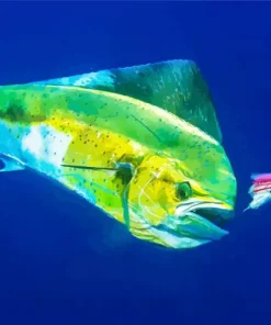 Mahi Mahi Fish Diamond Painting