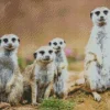 Meerkat Animals Diamond Painting