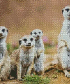 Meerkat Animals Diamond Painting
