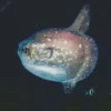 Mola Fish Diamond Painting