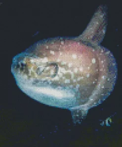 Mola Fish Diamond Painting
