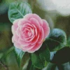 Pink Camellia Flower Diamond Painting
