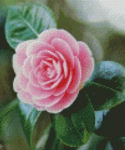 Pink Camellia Flower Diamond Painting