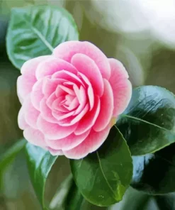 Pink Camellia Flower Diamond Painting