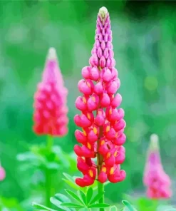 Pink Lupine Flowers Diamond Painting