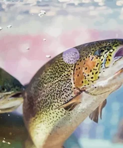 Rainbow Trout Fish Diamond Painting