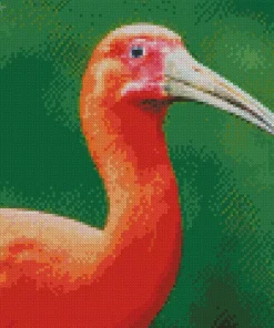 Scarlet Ibis Bird Diamond Painting