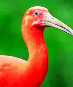 Scarlet Ibis Bird Diamond Painting