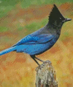Stellers Jay Bird Diamond Painting