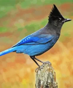 Stellers Jay Bird Diamond Painting
