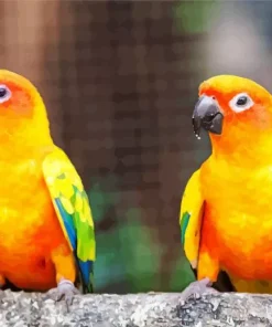 Sun Conure Birds Diamond Painting