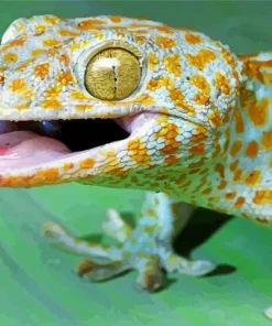 Tokay Gecko Diamond Painting