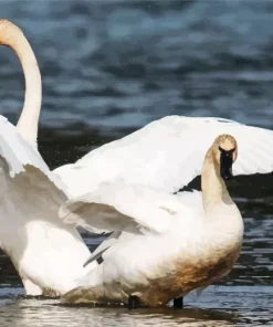 Tundra Swan Birds Diamond Painting