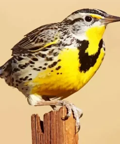 Western Meadowlark Diamond Painting