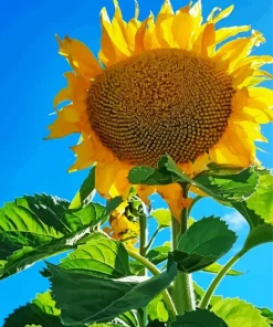 Helianthus Giganteus Diamond Painting