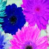 African Daisy Flowers Diamond Painting