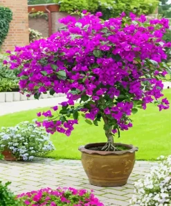 Bougainvillea Plant Diamond Painting