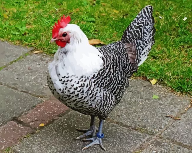 braekel chicken Diamond Dotz Braekel Chicken Diamond Painting