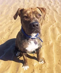Brindle Pitbull Diamond Painting