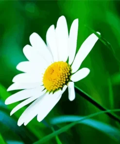 Common Daisy Diamond Painting