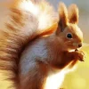 Cute Little Squirrel Diamond Painting