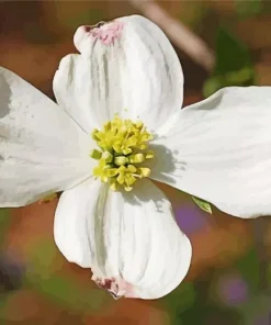 Flowering Dogwood Diamond Painting