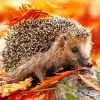 Hedgehog With Leaves Diamond Painting