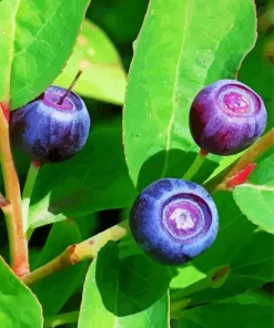 Huckleberry Plant Diamond Painting