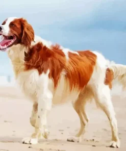 Irish Red And White Setter Diamond Painting